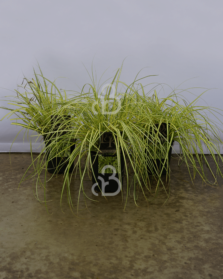 Carex oshimensis 'Evergold'| Zegge | Siergras