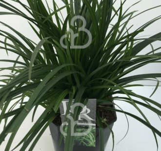 Carex 'Irish Green' | Zegge | Siergras