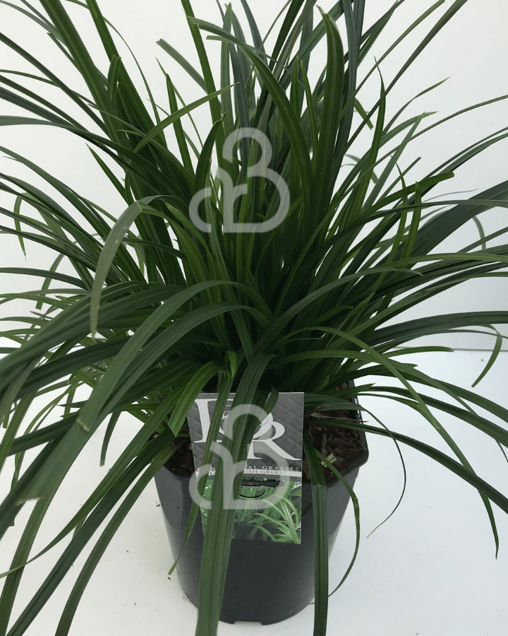 Carex 'Irish Green' | Zegge | Siergras