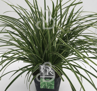 Carex morrowii 'Ice Dance' | Zegge | Siergras