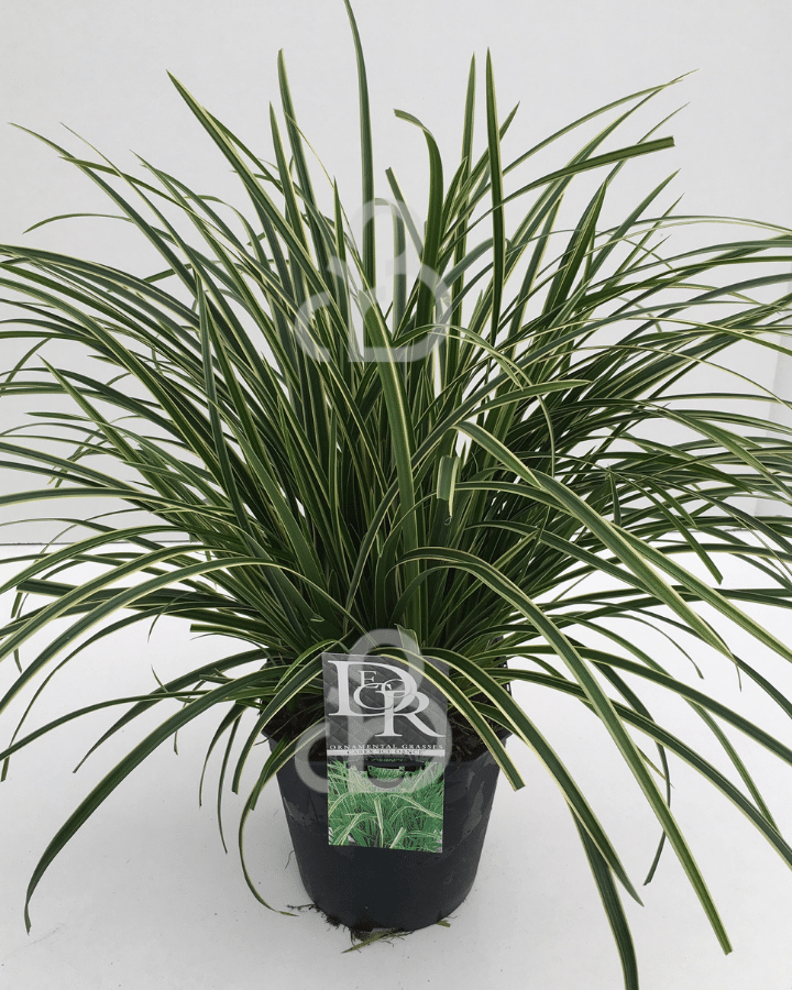 Carex morrowii 'Ice Dance' | Zegge | Siergras