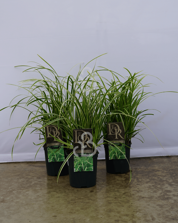 Carex morrowii 'Ice Dance' | Zegge | Siergras