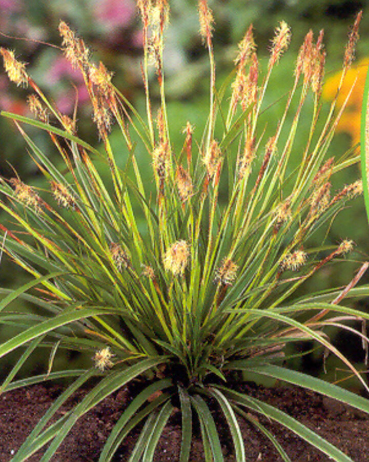 Carex morrowii 'Variegata' | Zegge | Siergras