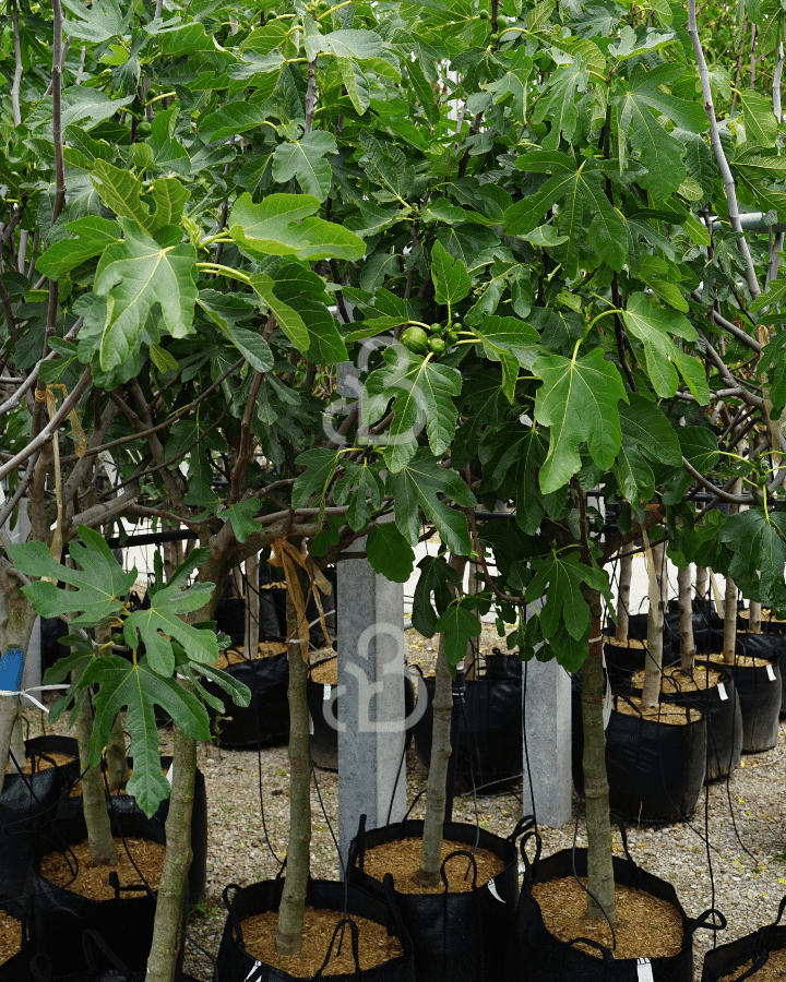 Ficus carica 'Brown Turkey' / Vijg
