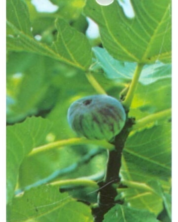 Ficus carica 'Brown Turkey' / Vijg