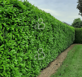 Prunus laur. 'Rotundifolia' | Laurierkers | Haag