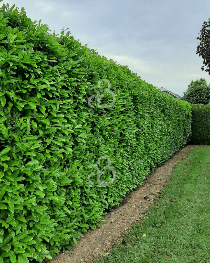 Prunus laur. 'Rotundifolia' | Laurierkers | Haag