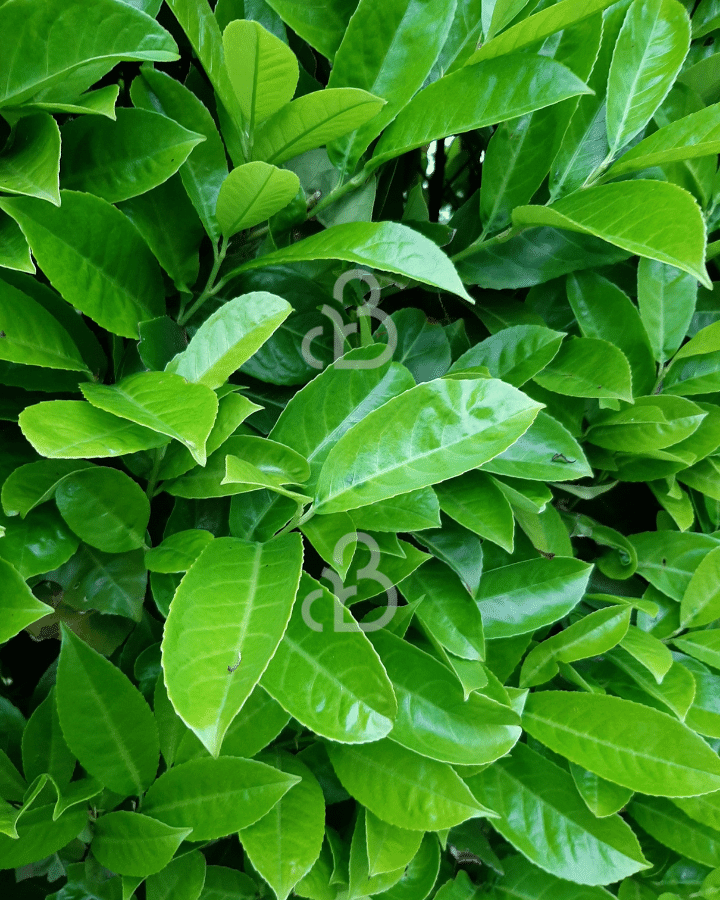 Prunus laur. 'Rotundifolia' | Laurierkers | Haag