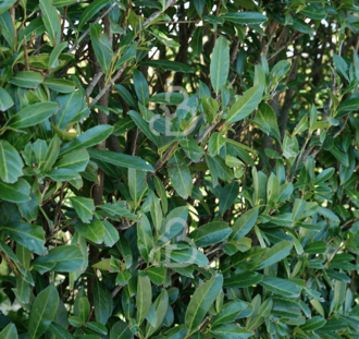 Prunus laur. 'Novita'