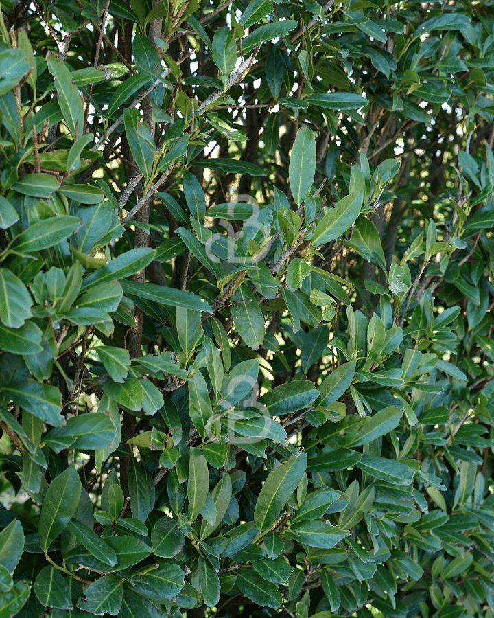 Prunus laur. 'Novita'