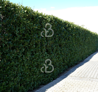 Prunus laur. 'Novita'