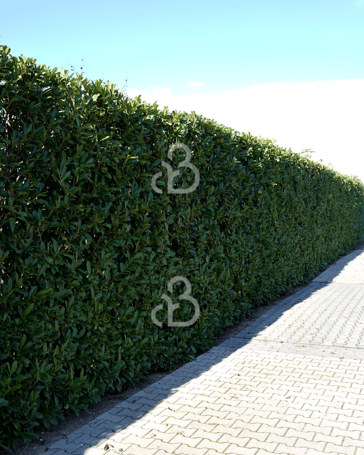 Prunus laur. 'Novita'