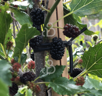 Morus rubra Mojo Berry | Moerbei | Voedselbos