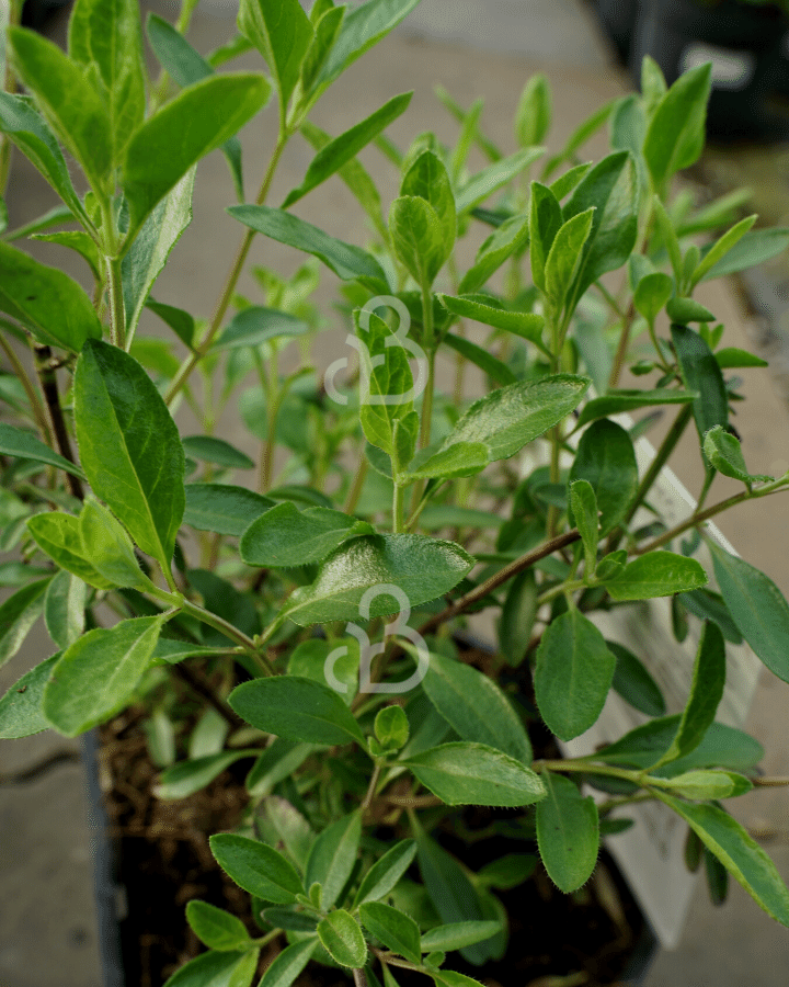 Salvia 'Nachtvlinder' | Salie | Vaste plant