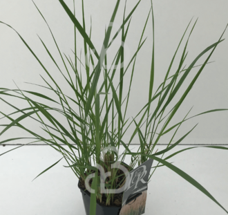Calamagrostis acut. 'Karl Foerster' | Struisriet | Siergras