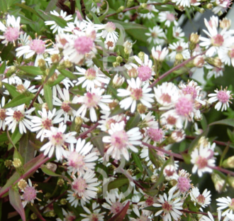Aster lat. 'Lady in Black'| Herfstaster | Vaste plant