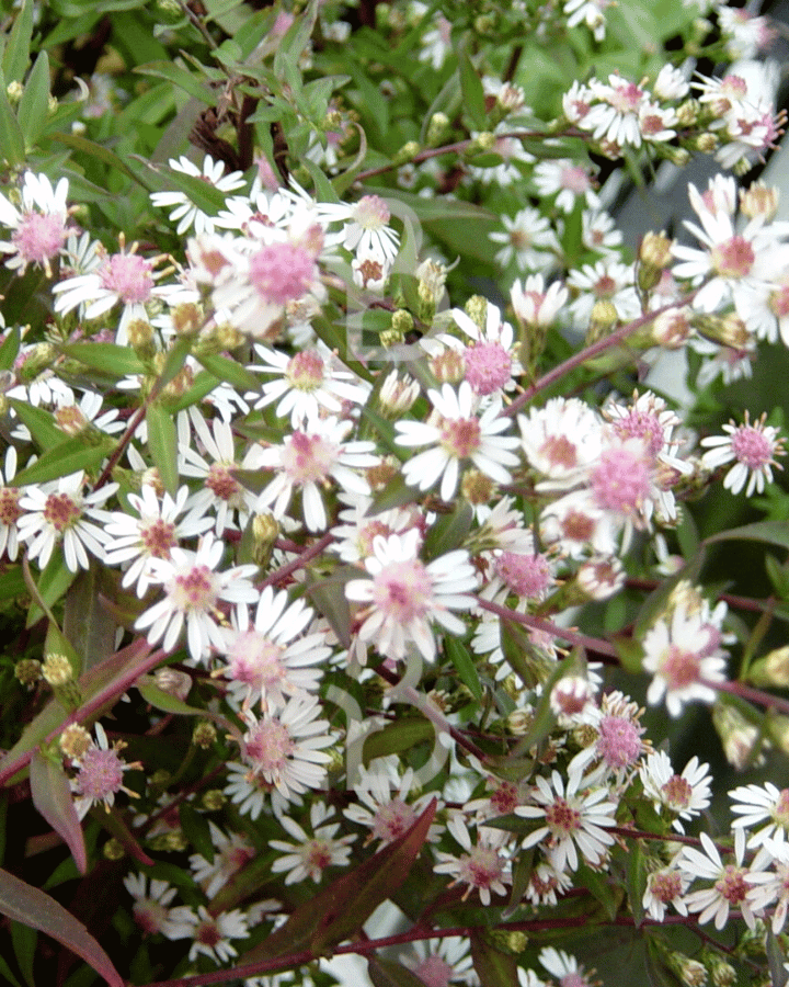 Aster lat. 'Lady in Black'| Herfstaster | Vaste plant