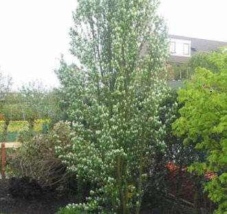 Amelanchier alnifolia 'Obelisk'