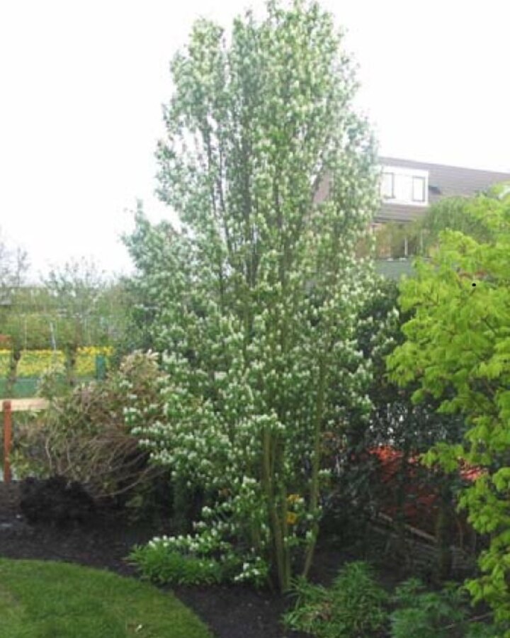 Amelanchier alnifolia 'Obelisk'