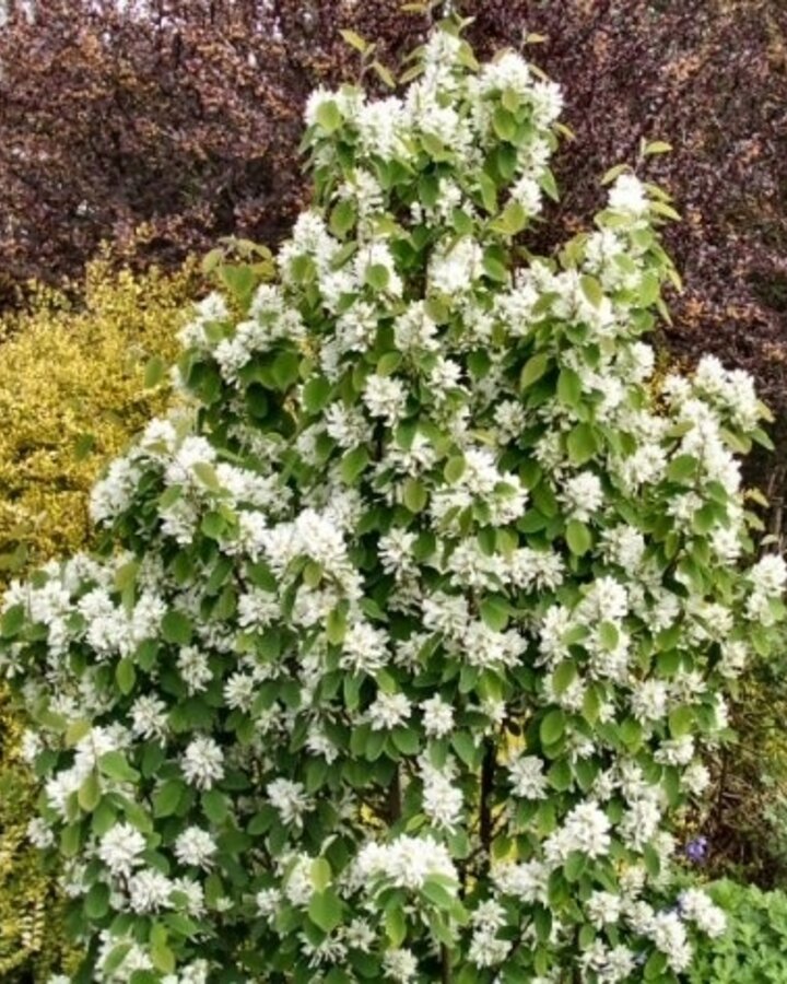 Amelanchier alnifolia 'Obelisk'