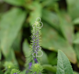 Veronica spic. 'Ulster Dwarf Blue' | Ereprijs | Vaste plant