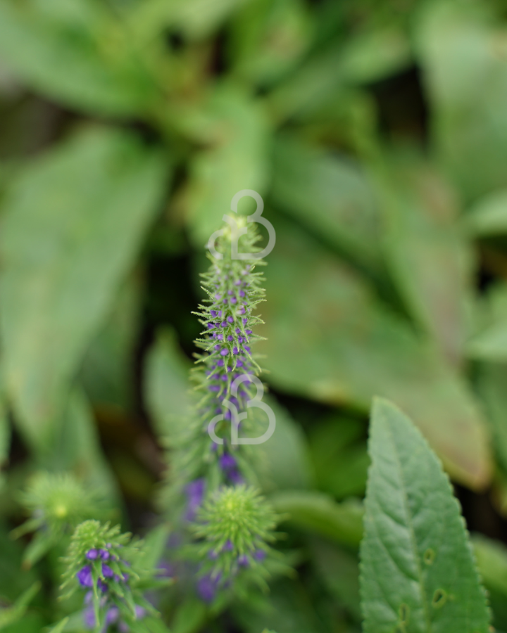 Veronica spic. 'Ulster Dwarf Blue' | Ereprijs | Vaste plant