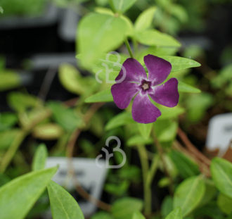 Vinca minor 'Atropurpurea'| Kleine maagdenpalm | Vaste plant