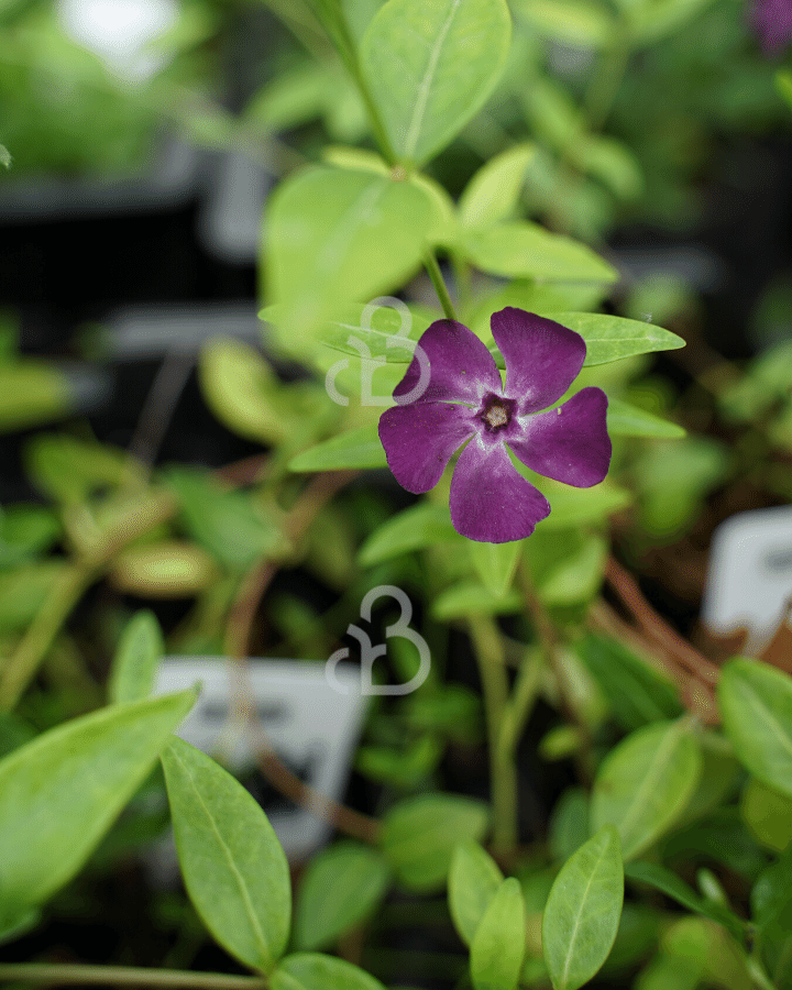 Vinca minor 'Atropurpurea'| Kleine maagdenpalm | Vaste plant