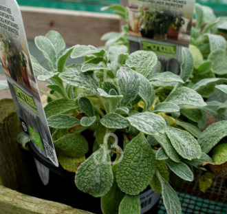 Sideritis syriace | Griekse bergthee | Kruiden