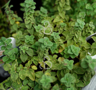 Origanum vulgare hirtum | Marjolein | Kruidenplant