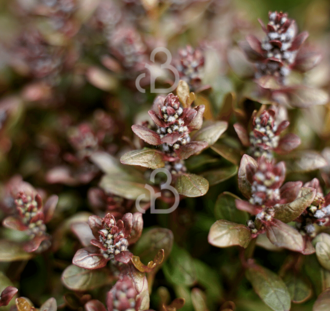 Ajuga reptans 'Chocolate Chip'