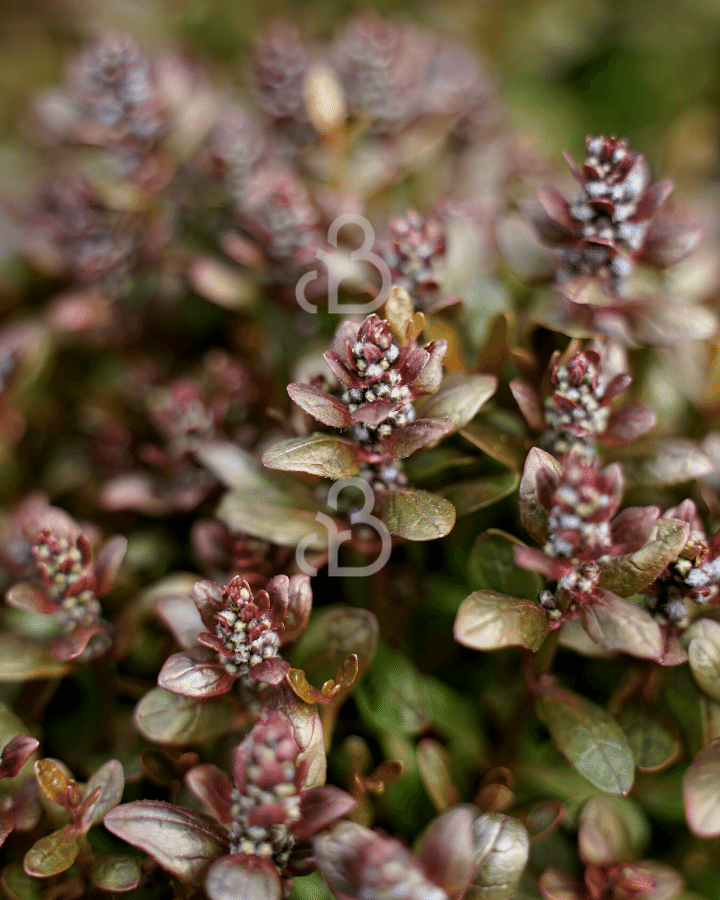 Ajuga reptans 'Chocolate Chip'