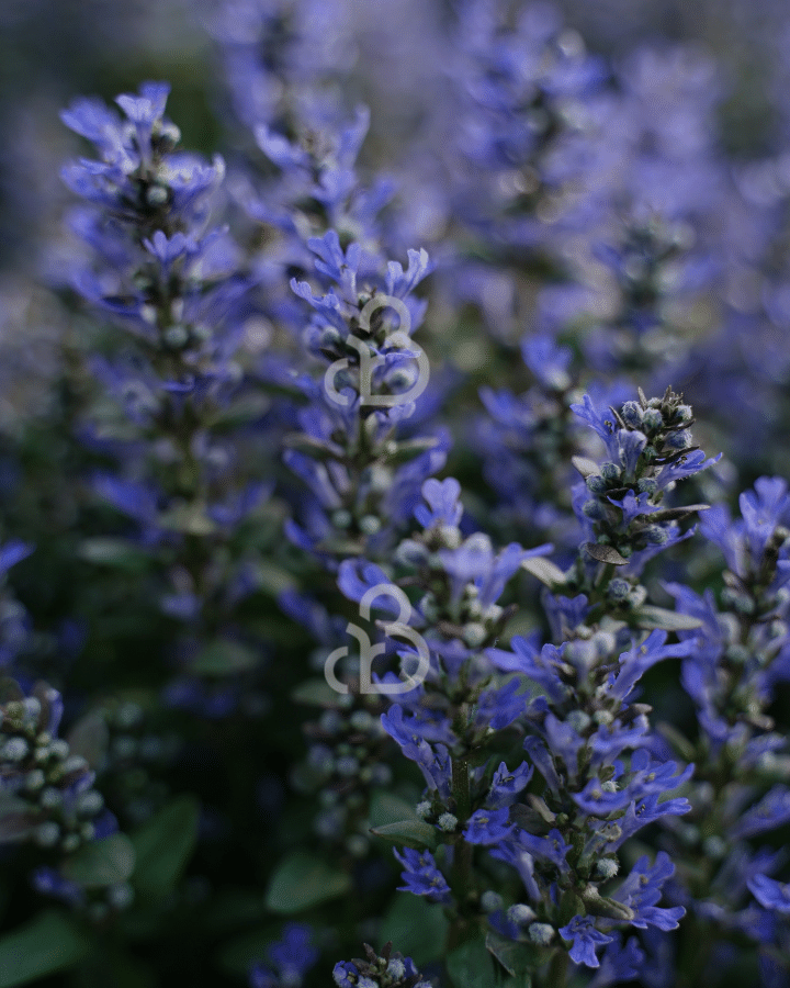 Ajuga reptans 'Chocolate Chip'