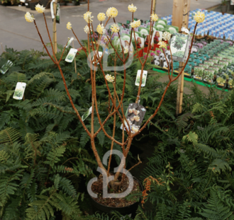 Edgewortia chrys. 'Grandiflora' | Papierstruik | Heester