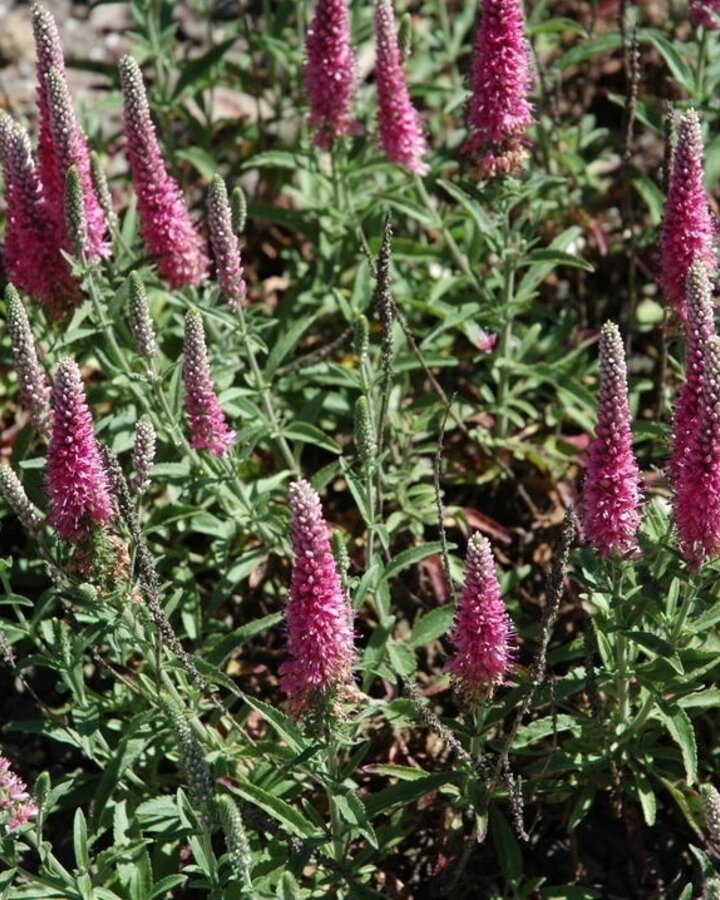 Veronica spicata 'Heidekind' | Aar - ereprijs | Vaste plant