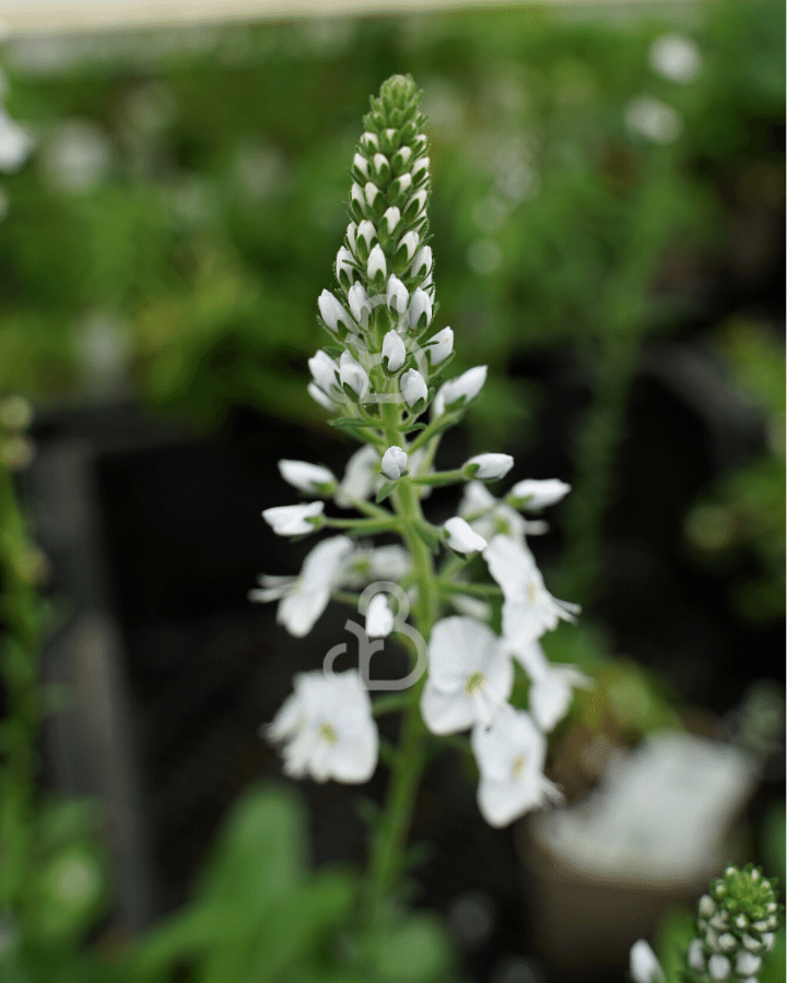Veronica gentianoides 'Pallida' | Vaste plant