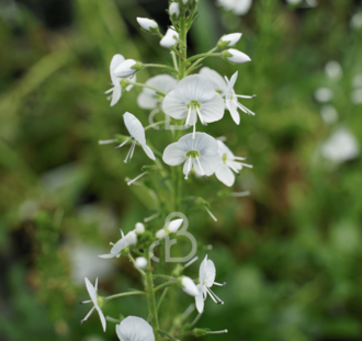 Veronica gentianoides | Ereprijs | Vaste plant
