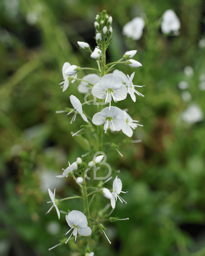 Veronica gentianoides | Ereprijs | Vaste plant