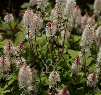 Tiarella cordifolia | Schuimbloem | Vaste plant