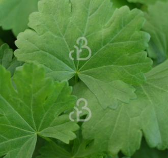 Sidalcea oregana 'Brilliant' | Prairie malva | Vaste plant