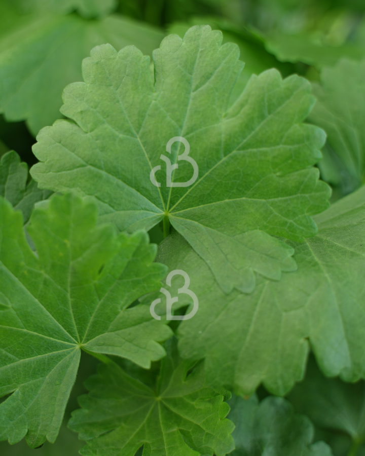 Sidalcea oregana 'Brilliant' | Prairie malva | Vaste plant