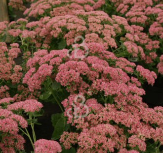 Sedum 'Herbstfreude' | Vetkruid | Vaste plant