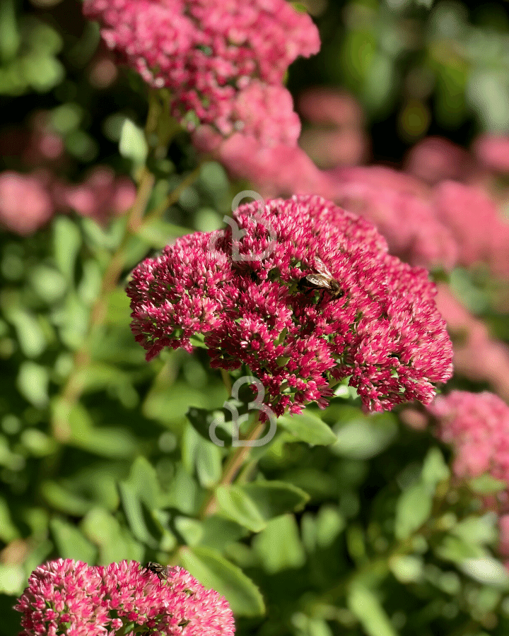 Sedum 'Herbstfreude' | Vetkruid | Vaste plant