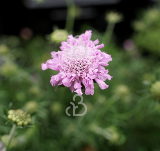 Scabiosa col. 'Pink Mist' | Duifkruid | Vaste plant