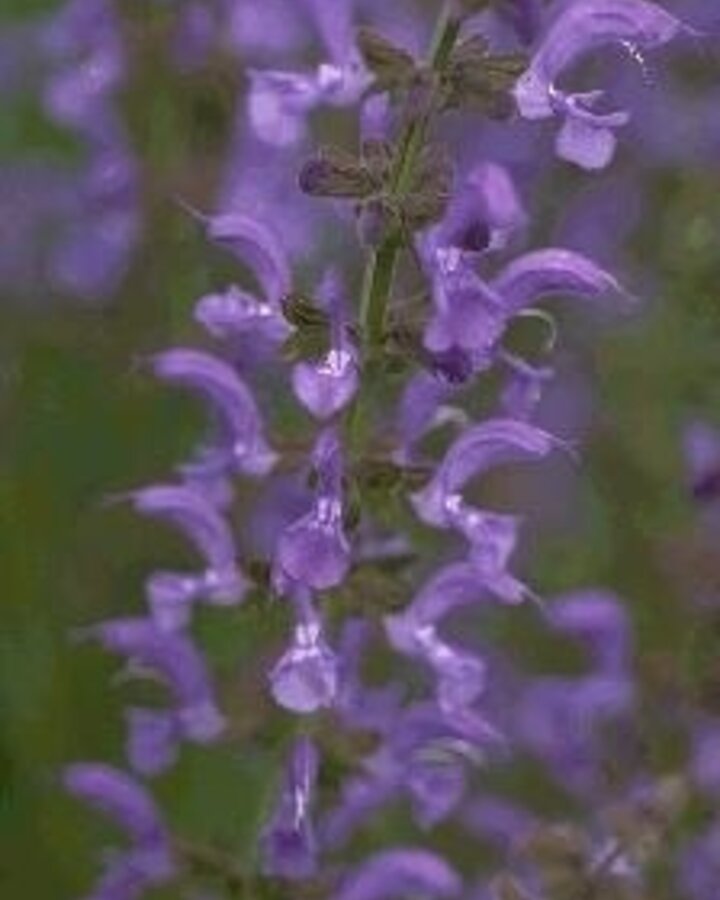 Salvia pratensis | Salie | Vaste plant