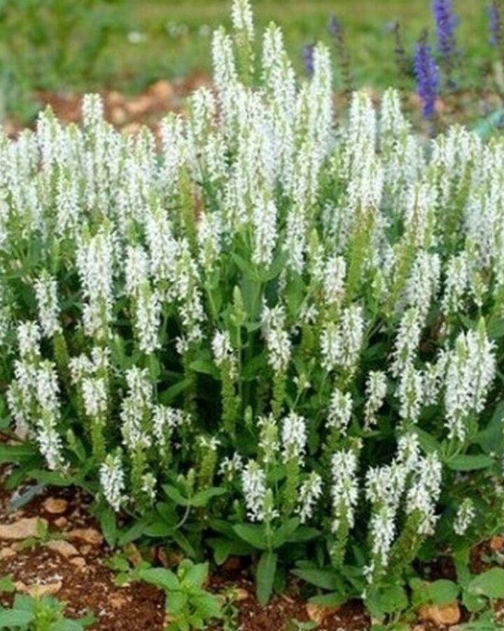 Salvia nemorosa 'Schneehuegel'  | Salie | Vaste plant