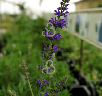 Salvia nemorosa 'Mainacht' | Salie | Vaste plant