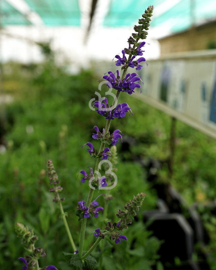Salvia nemorosa 'Mainacht' | Salie | Vaste plant