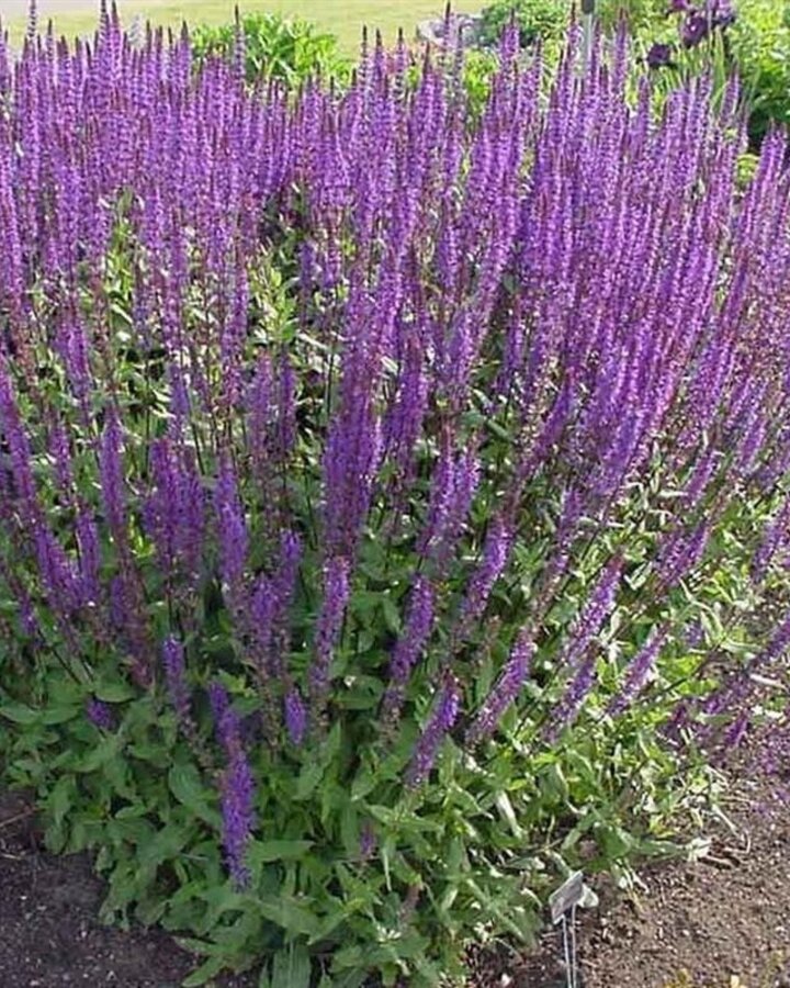 Salvia nemorosa 'Mainacht' | Salie | Vaste plant
