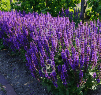 Salvia nemorosa 'Blauhugel' | Salie | Vaste plant